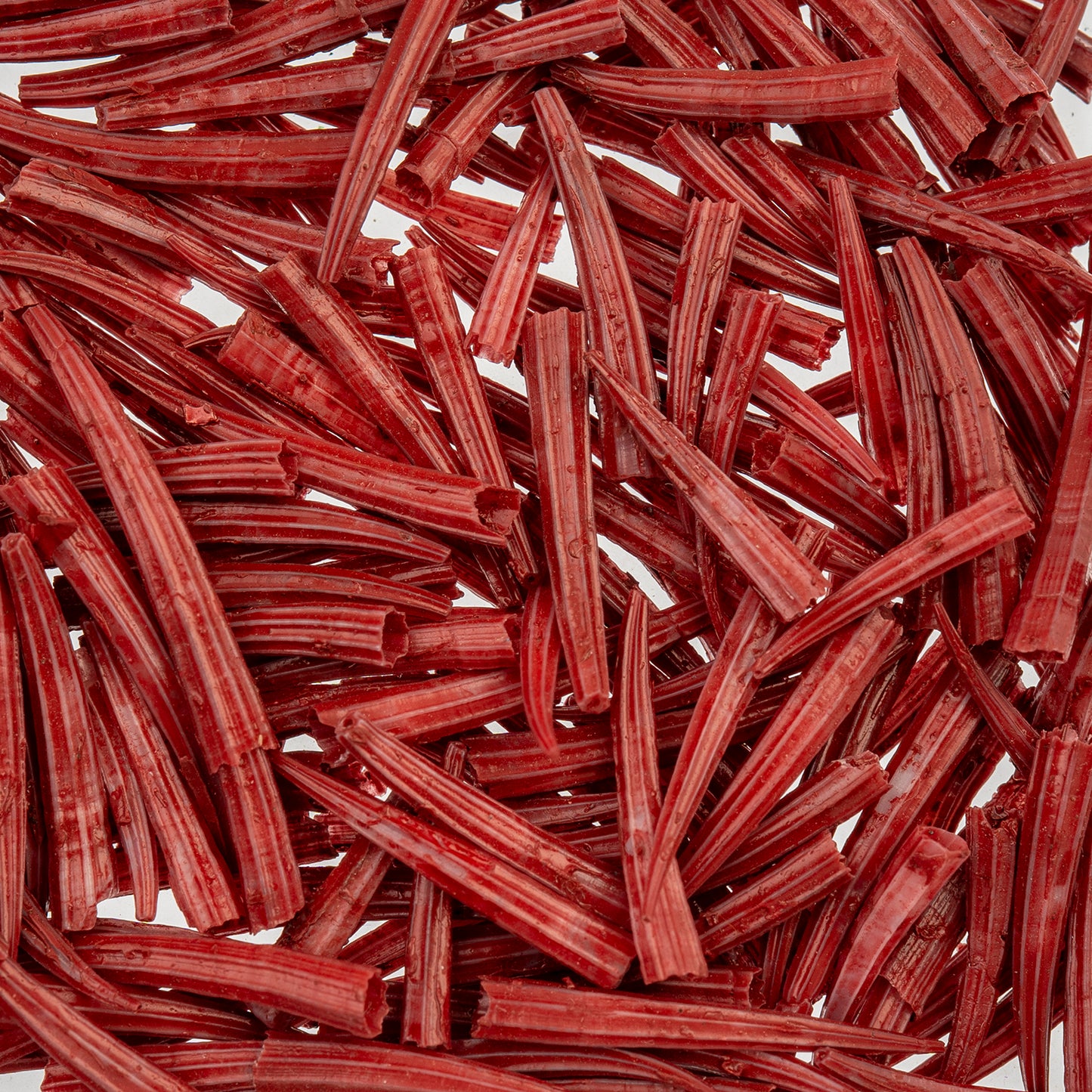 Red Dentalium Shell Ridged (Canada Only)