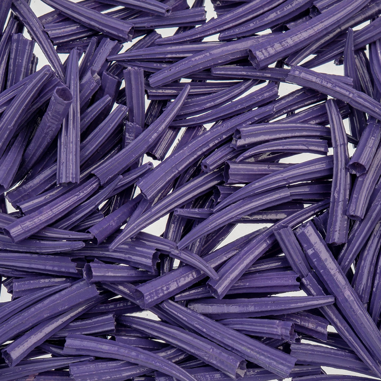 Purple Dentalium Shell Ridged (Canada Only)