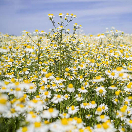 Chamomile