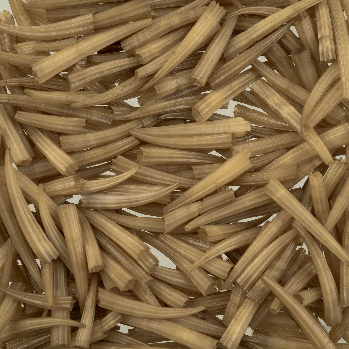 Light Brown Dentalium Shell Ridged (Canada Only)
