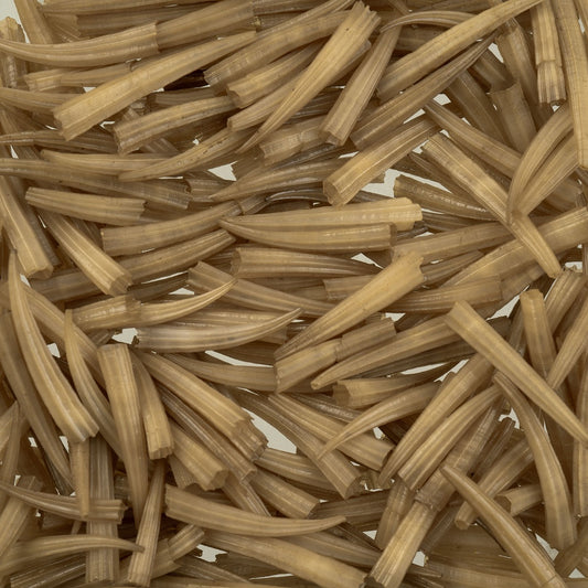 Light Brown Dentalium Shell Ridged (Canada Only)