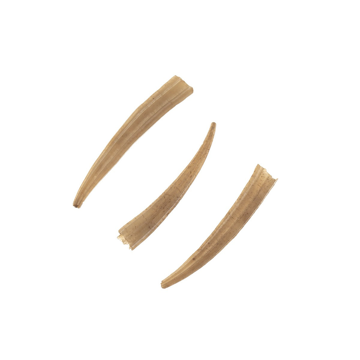 Light Brown Dentalium Shell Ridged (Canada Only)