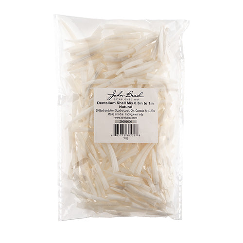 Natural Ridged Dentalium Shell (Canada Only)