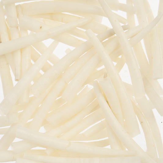 Natural Smooth Dentalium Shell (Canada Only)