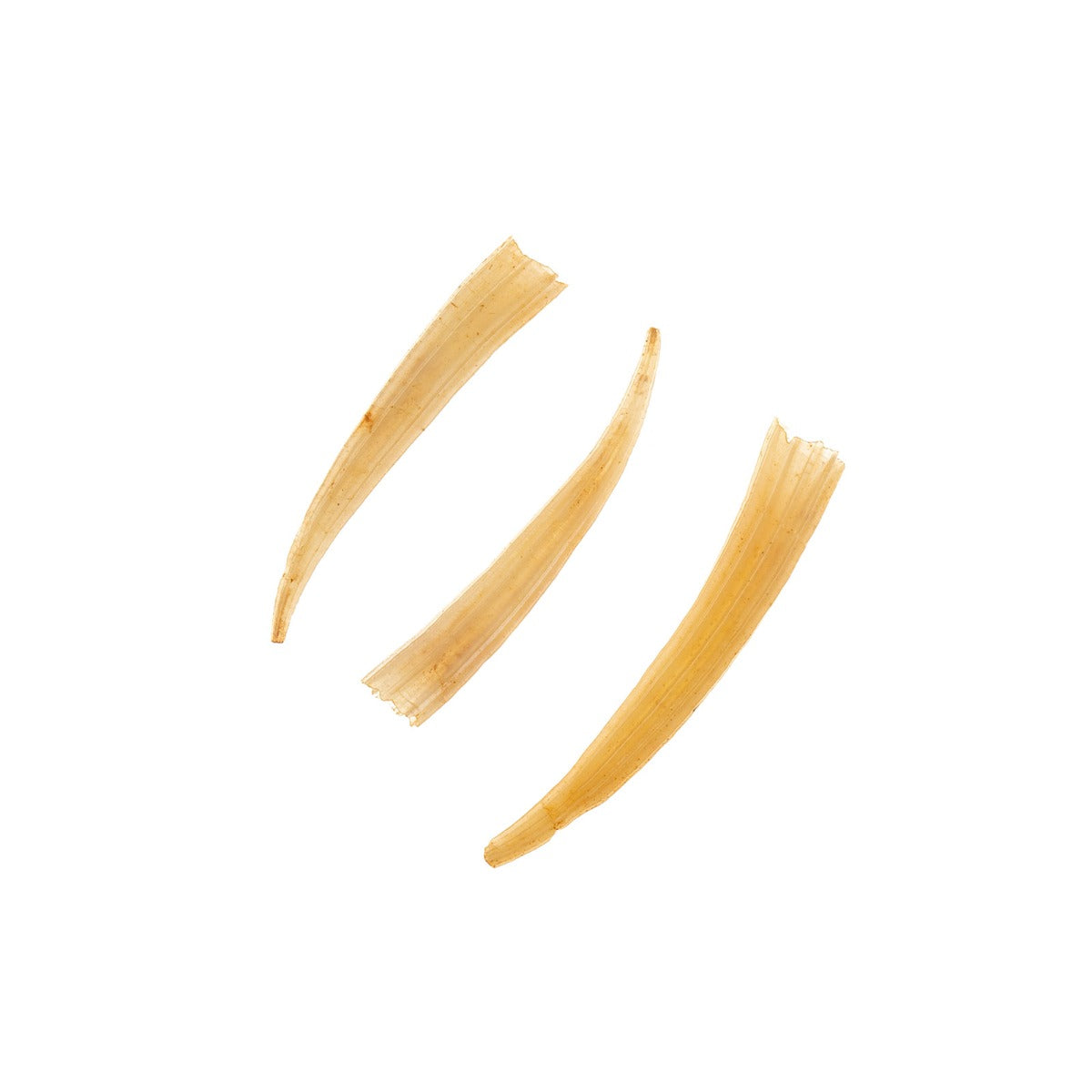 Peach Dentalium Shell Ridged (Canada Only)