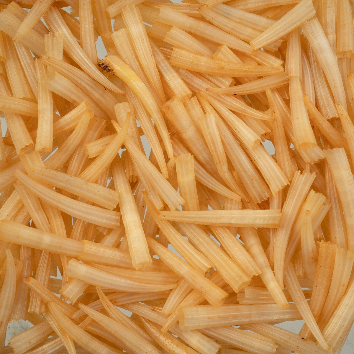 Peach Dentalium Shell Ridged (Canada Only)