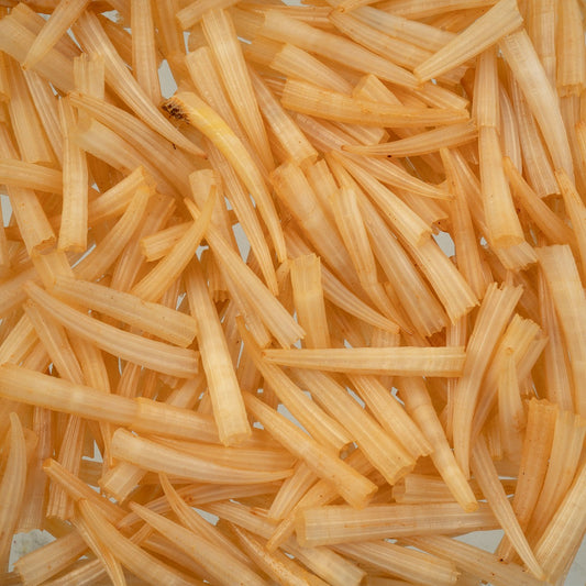 Peach Dentalium Shell Ridged (Canada Only)