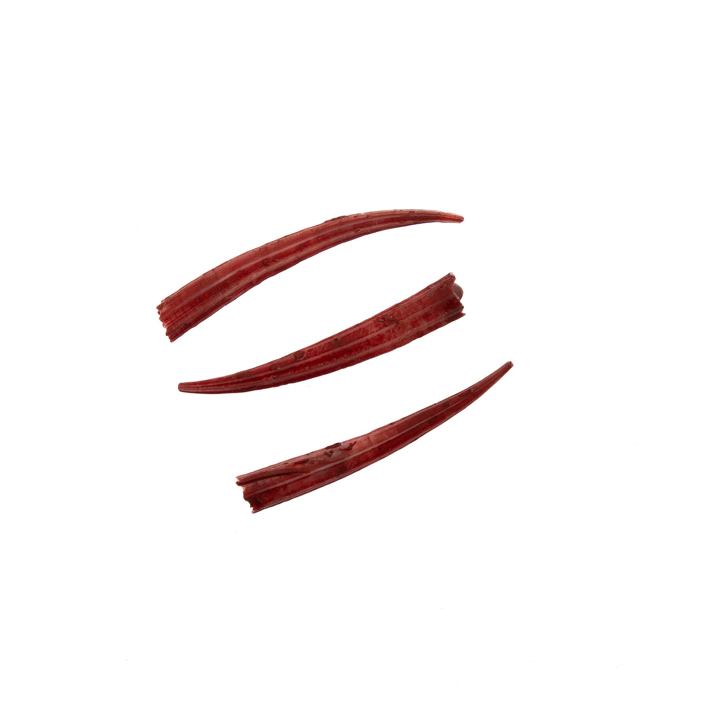 Red Dentalium Shell Ridged (Canada Only)