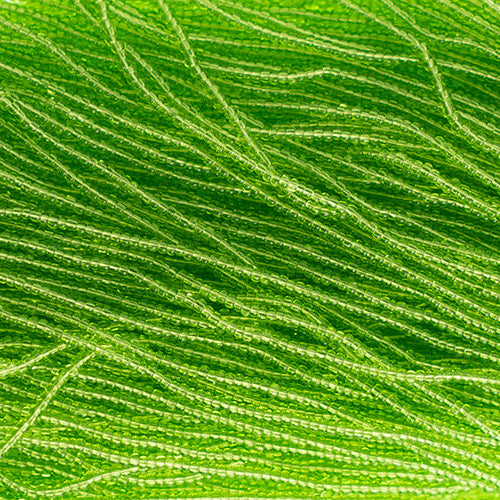 Transparent Light Green Strung- Czech Seed Beads size 13