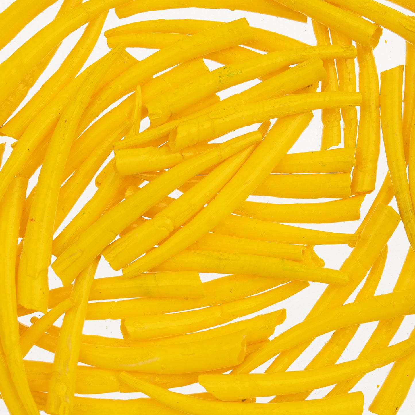 Yellow Dentalium Shell Ridged (Canada Only)